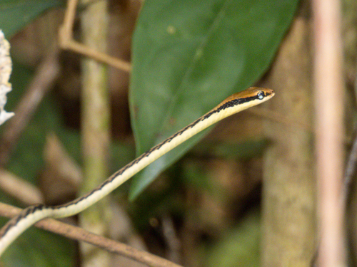 Southern Burmese Bronzeback