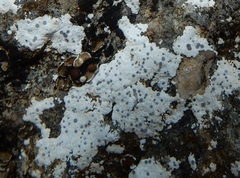 Diplotomma alboatrum