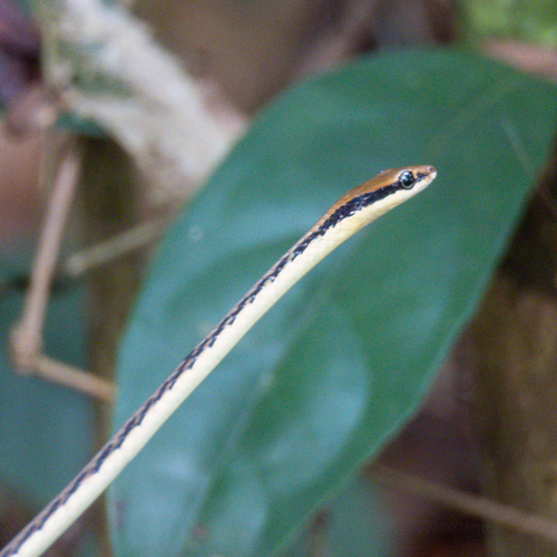 Southern Burmese Bronzeback