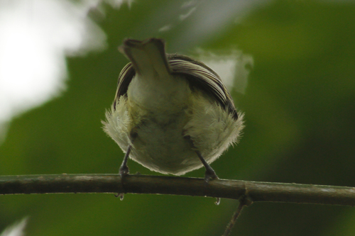 White-tailed Tyrannulet (Mecocerculus poecilocercus), photo 9