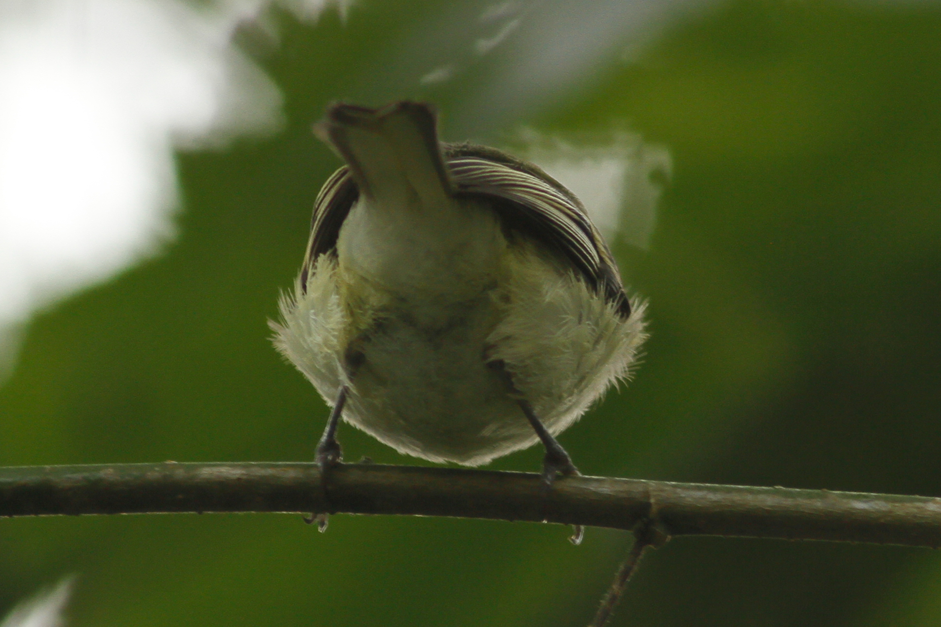 White-tailed Tyrannulet (Mecocerculus poecilocercus), photo 9