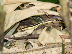 Dendrelaphis pictus