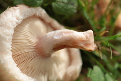 Lactarius pubescens