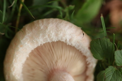 Lactarius pubescens