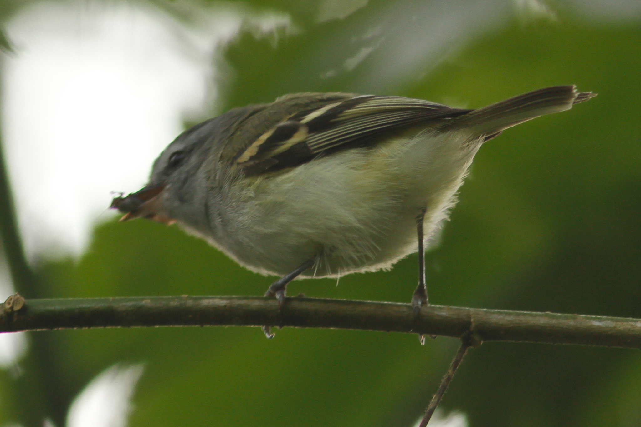 White-tailed Tyrannulet (Mecocerculus poecilocercus), photo 7