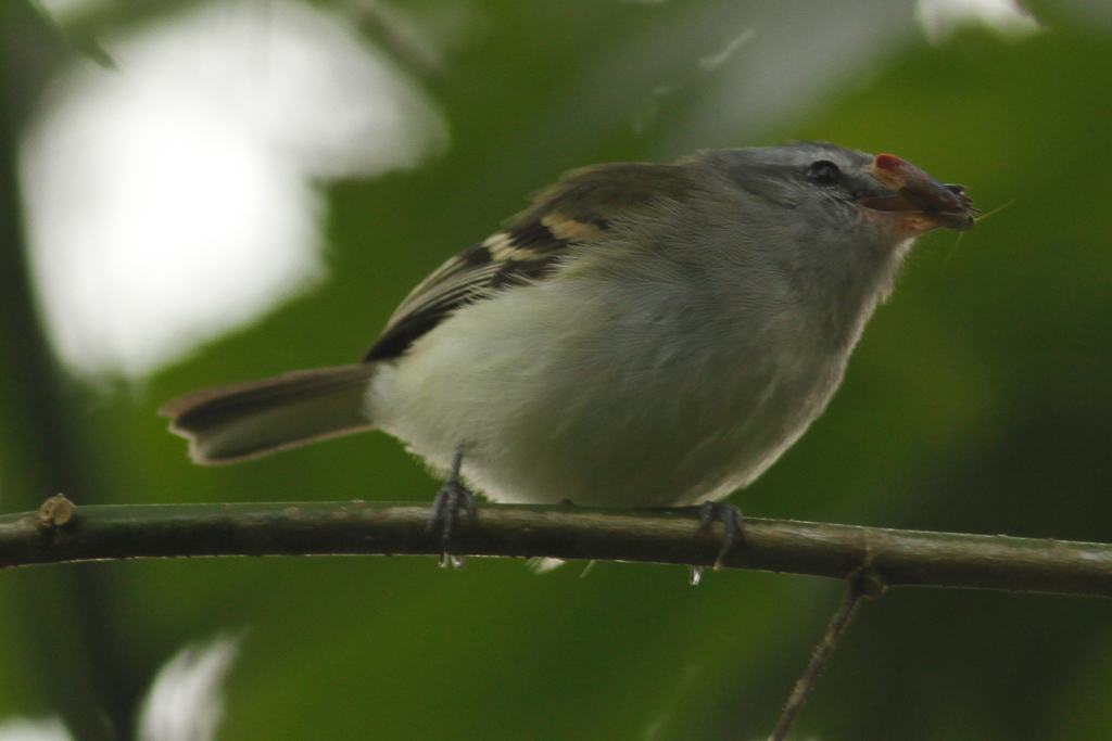 White-Tailed Tyrannulet