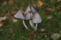 Coprinopsis atramentaria