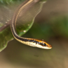 Dendrelaphis