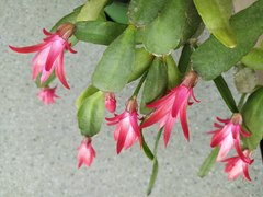 Rhipsalidopsis gaertneri