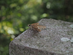 Polytremis zina
