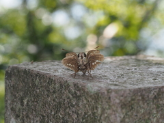 Polytremis zina