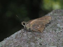 Polytremis zina