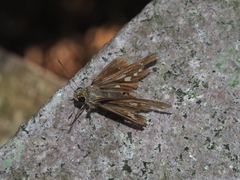 Polytremis zina