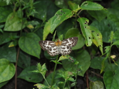 Abraximorpha davidii