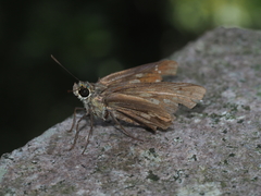 Polytremis zina