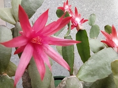 Rhipsalidopsis gaertneri