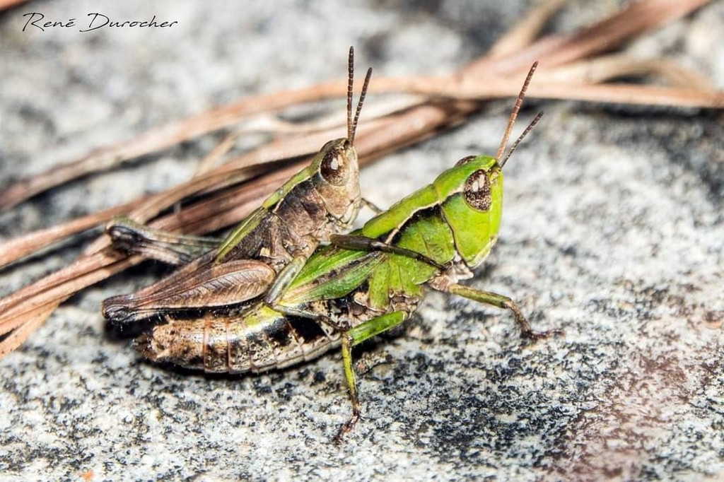 Orphulella decisa