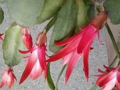 Rhipsalidopsis gaertneri