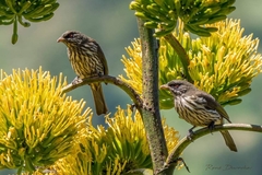Dulus dominicus