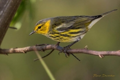 Setophaga tigrina
