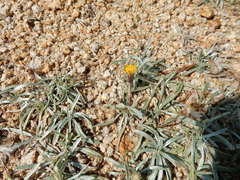 Raillardella argentea