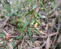 Pultenaea reflexifolia