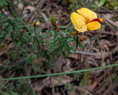 Pultenaea reflexifolia