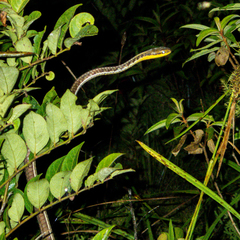 Dendrelaphis subocularis