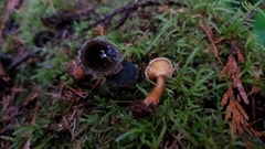 Hygrophoropsis rufa