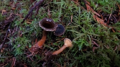 Hygrophoropsis rufa