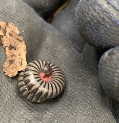 Rhinocricidae