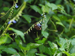 Celaenorrhinus vietnamicus