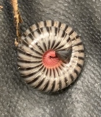 Rhinocricidae