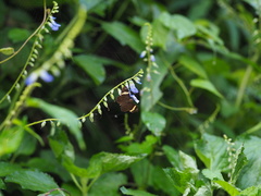 Celaenorrhinus vietnamicus