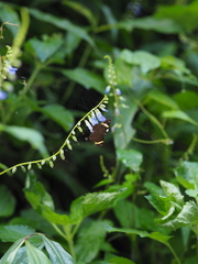 Celaenorrhinus vietnamicus