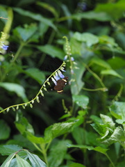 Celaenorrhinus vietnamicus