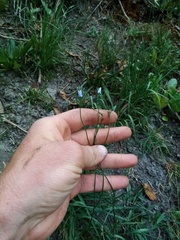 Wahlenbergia violacea