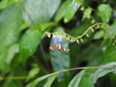 Celaenorrhinus vietnamicus