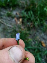 Wahlenbergia violacea