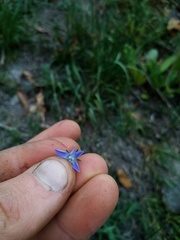 Wahlenbergia violacea