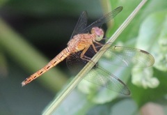 Neurothemis fluctuans