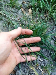 Wahlenbergia violacea