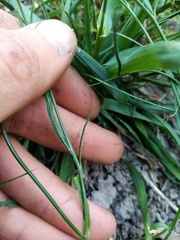 Wahlenbergia violacea