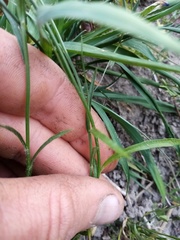 Wahlenbergia violacea