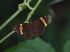 Celaenorrhinus vietnamicus