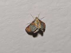 Nymphicula blandialis