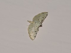Pycnarmon cribrata