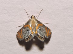 Nymphicula blandialis