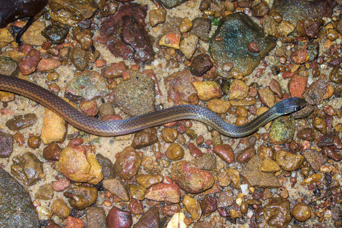 Common Ring-neck
