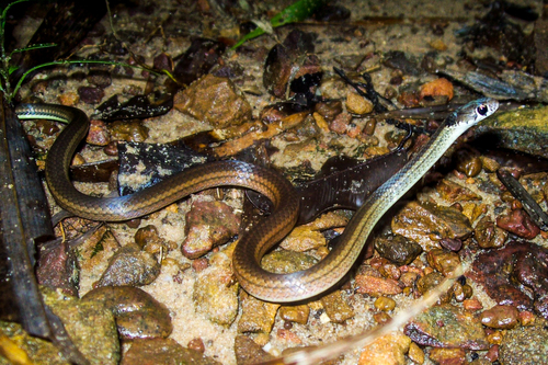 Common Ring-neck